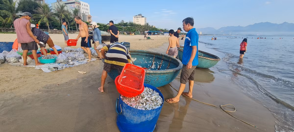 Ngu dan Da Nang kiem tien trieu nho trung dam ca com, ca trich-Hinh-2