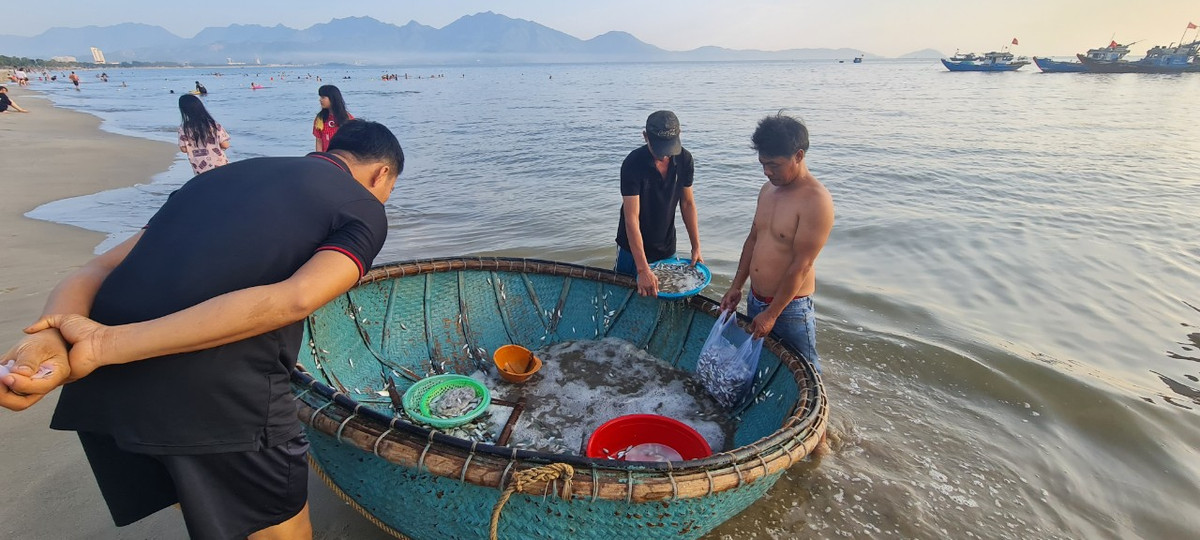 Những ngày này, các thuyền đều trúng đậm cá cơm, cá trích, cá giò...