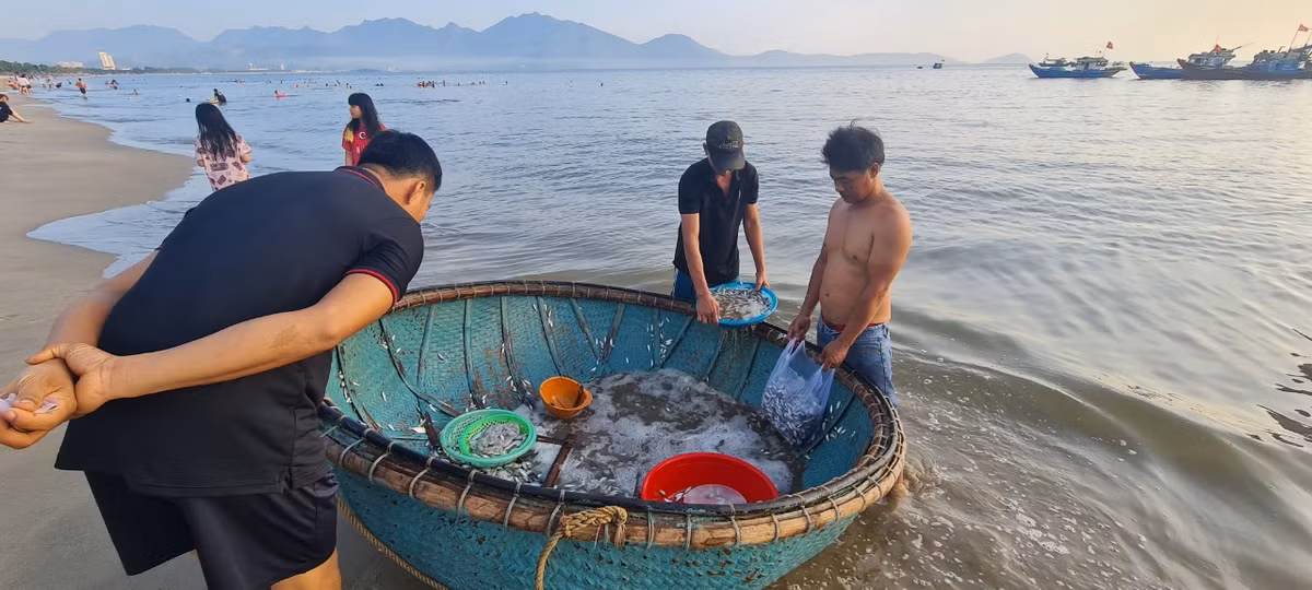 Những ngày này, các thuyền đều trúng đậm cá cơm, cá trích, cá giò...
