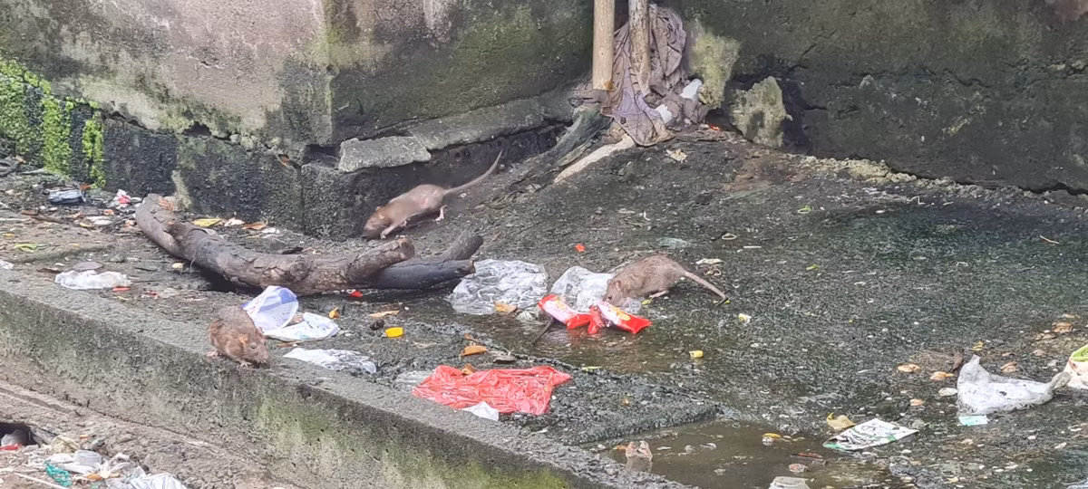 Chuột nhởn nhơ tìm thức ăn giữa đống rác thải và nước thải ngay giữa ban ngày.