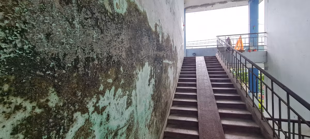Dọc cầu thang, không khó để bắt gặp từng mảng tường thấm dột loang lổ, rêu mốc từng đám lớn.