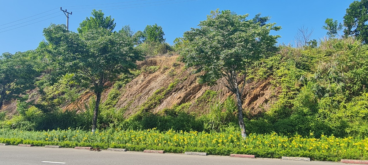 Đây còn được mệnh danh là con đường "xanh" của thành phố Đà Nẵng với hệ thống cây xanh đa dạng, phong phú về chủng loại.