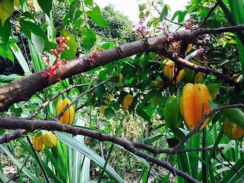 Công việc làm vườn giúp nữ diễn viên Việt Trinh giảm bớt áp lực trong công việc và hòa mình với thiên nhiên.