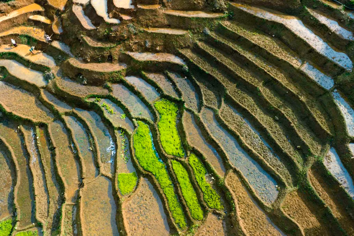 Một vài ô ruộng đã lên mạ non như điểm nhấn trong bức tranh ruộng bậc thang mùa nước đổ. Ảnh: Nguyễn Ban