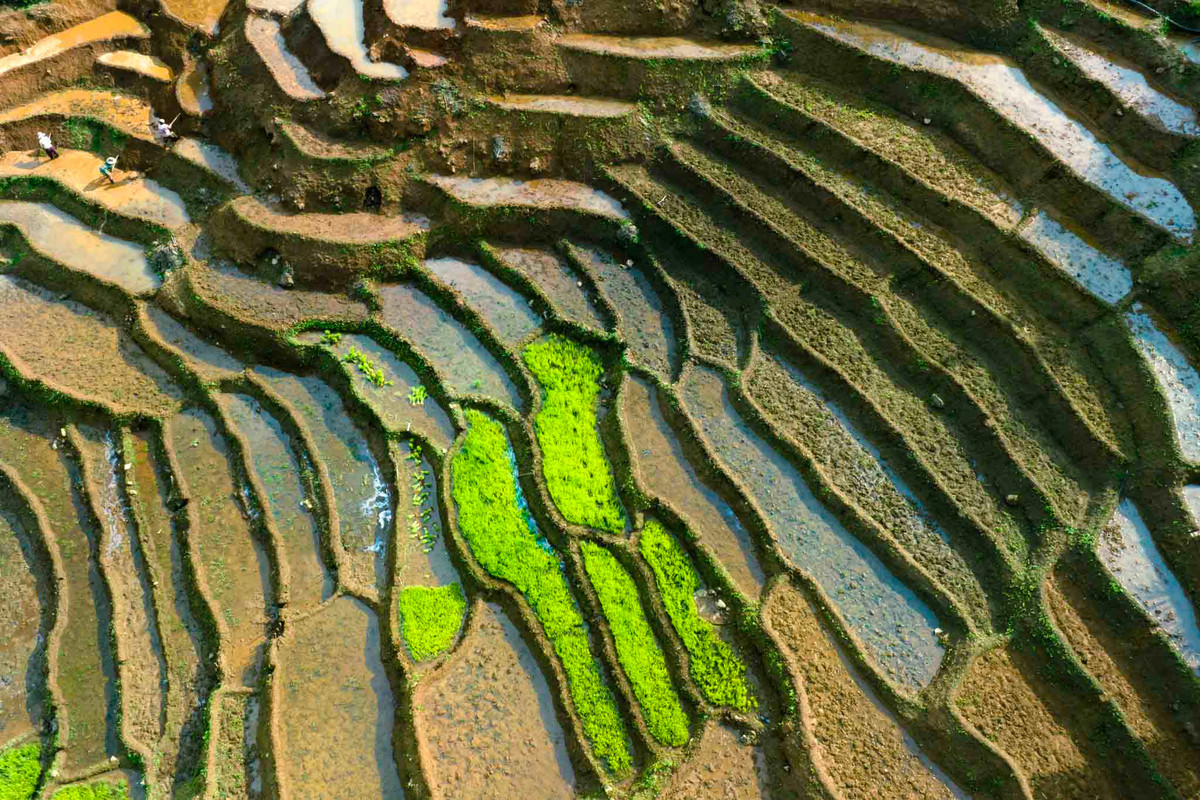 Một vài ô ruộng đã lên mạ non như điểm nhấn trong bức tranh ruộng bậc thang mùa nước đổ. Ảnh: Nguyễn Ban