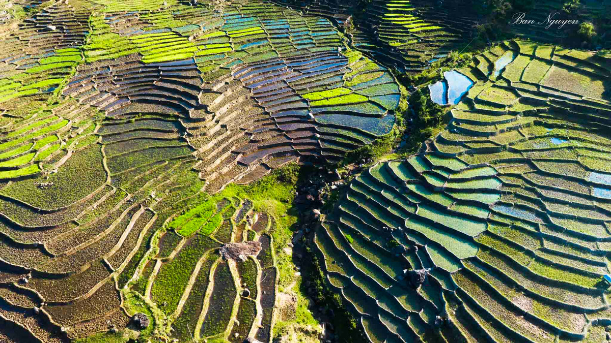 Ruong bac thang Tu Mo Rong dep lung linh mua nuoc do