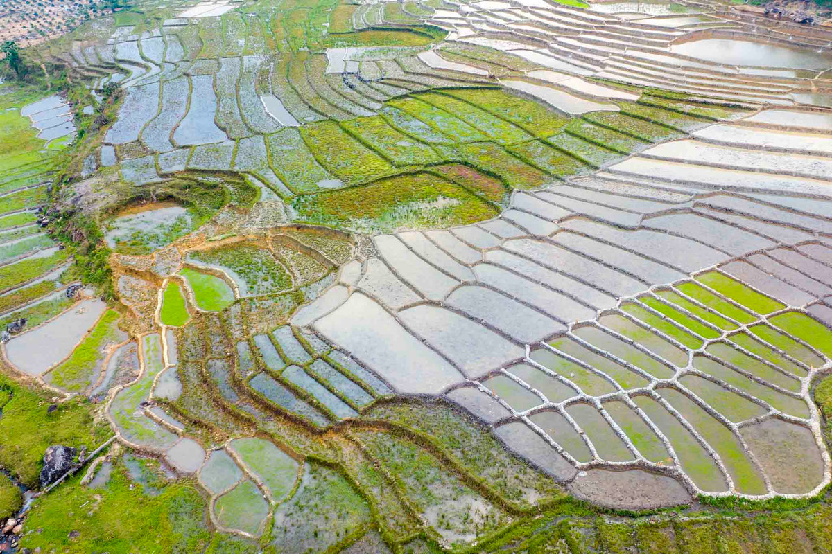 Những thửa ruộng bậc thang được xả đầy nước chuẩn bị cấy bên cạnh một số thửa đã lên mạ non. Ảnh: Nguyễn Ban