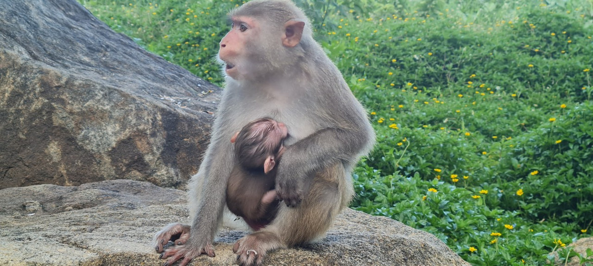Những ngày này, không khó để bắt gặp hình ảnh khỉ mẹ bồng con rất đáng yêu tại Núi Khỉ.