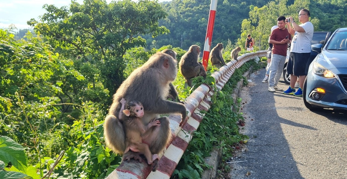 Những năm gần đây, loài khỉ này xuất hiện nhiều ở khu vực gần chùa Linh Ứng Sơn Trà, và trước khách sạn InterContinental Danang, tôn thêm vẻ đẹp thiên nhiên quyến rũ của Sơn Trà, níu chân du khách khi tham quan nơi này.