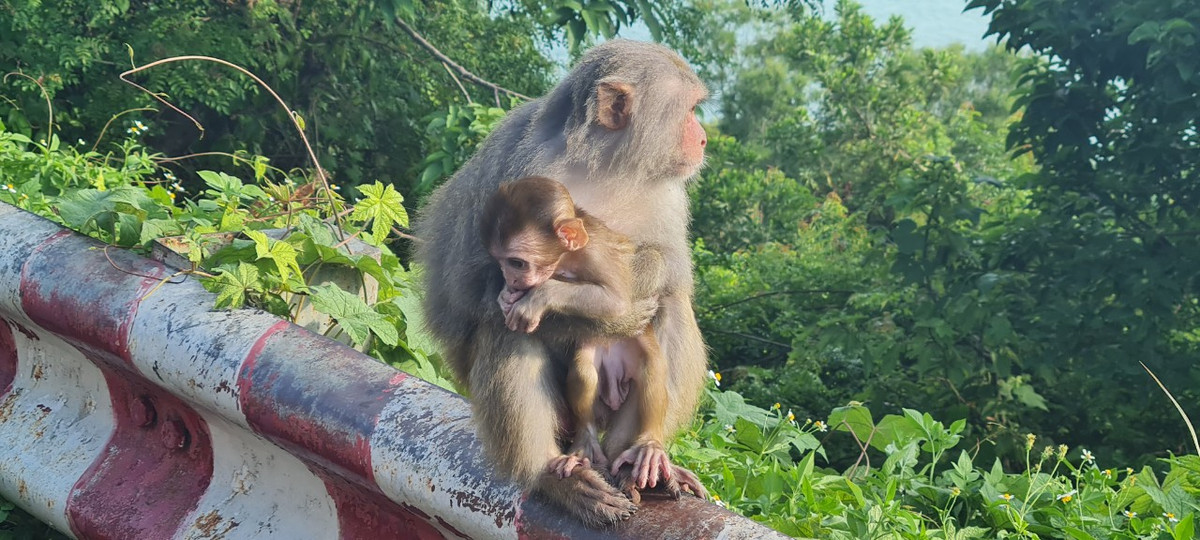 Và ở đâu thì khỉ con cũng được sự chăm sóc, che chở của khỉ mẹ.