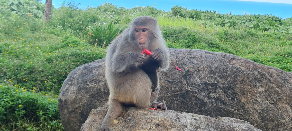 Một chú khỉ đang thưởng thức xúc xích tại khu vực "hoa vàng trên cỏ xanh" cạnh khách sạn InterContinental Danang.