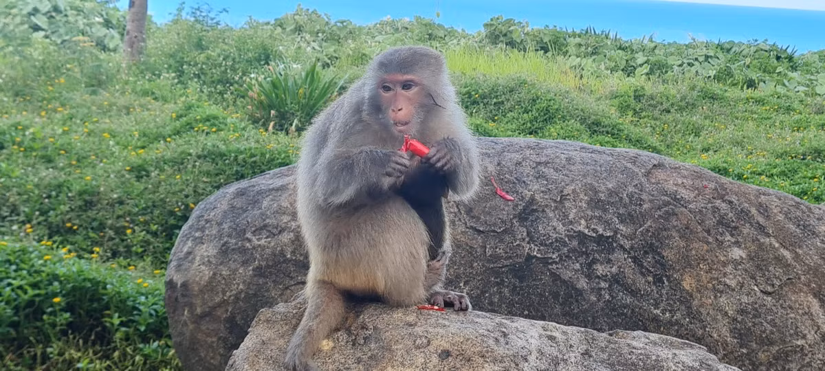 Một chú khỉ đang thưởng thức xúc xích tại khu vực "hoa vàng trên cỏ xanh" cạnh khách sạn InterContinental Danang.
