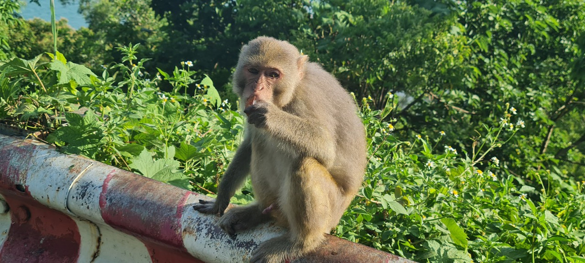Thức ăn chủ yếu của chúng là quả, hạt, lá cây... và gần như tất cả những gì chúng nhặt được.