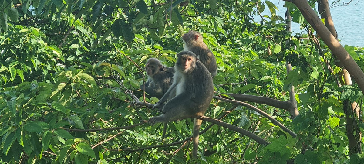 Khỉ vàng là loài linh trưởng phổ biến trên bán đảo Sơn Trà. Khác với Voọc chà vá chân nâu có phần nhút nhát, khỉ vàng khá dạn người.