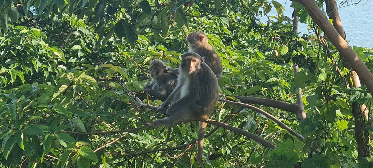 Khỉ vàng là loài linh trưởng phổ biến trên bán đảo Sơn Trà. Khác với Voọc chà vá chân nâu có phần nhút nhát, khỉ vàng khá dạn người.