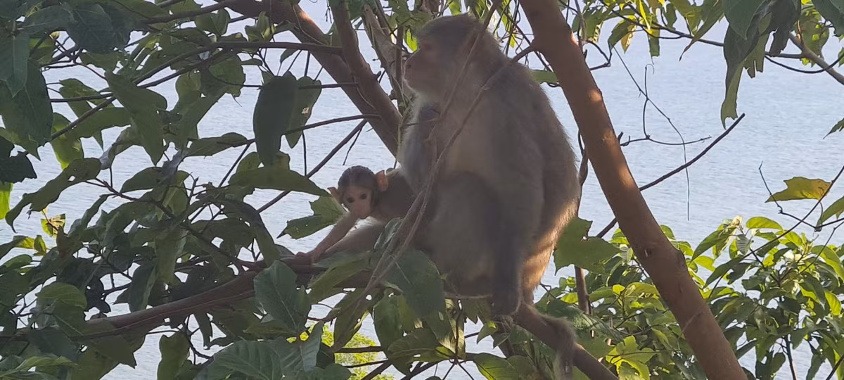 Khỉ vàng hoạt động ban ngày, phạm vi hoạt động cả dưới đất lẫn trên cây.