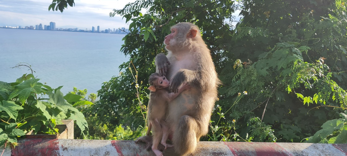 Khỉ vàng sống theo đàn, mỗi đàn có khoảng 10 - 15 cá thể, trong đó có 1 cá thể đực đầu đàn.