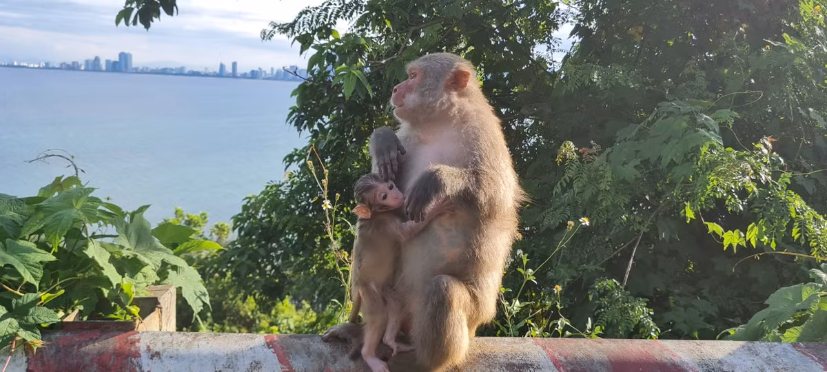 Khỉ vàng sống theo đàn, mỗi đàn có khoảng 10 - 15 cá thể, trong đó có 1 cá thể đực đầu đàn.