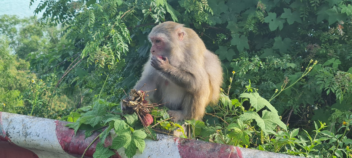 Một chùm vải đã được vặt sạch chỉ còn vài quả.