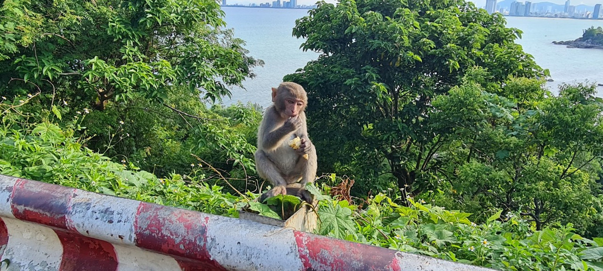 Loài khỉ có tập tính kiếm ăn vào buổi sáng và buổi chiều, đó là vào những khung giờ mát mẻ, ít nắng.