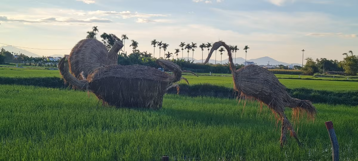 Cua và cò chào nhau giữa "cánh đồng bất tận".