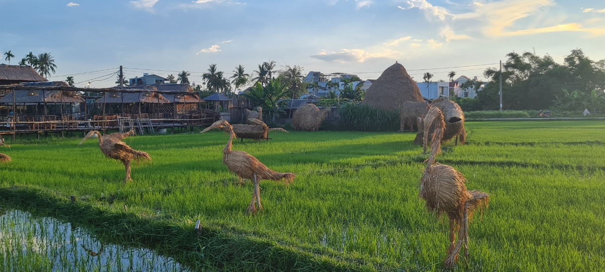 àn cò đang thong dong dạo bước giữa cánh đồng xanh mướt. Bức tranh yên ả thanh bình của một làng quê khiến du khách không nỡ rời bước.