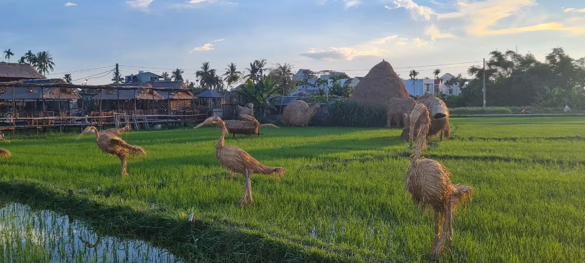 Đàn cò đang thong dong dạo bước giữa cánh đồng xanh mướt. Bức tranh yên ả thanh bình của một làng quê khiến du khách không nỡ rời bước.