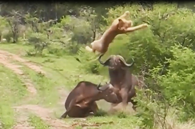 Giải cứu đồng loại, trâu rừng húc bay sư tử Giai cuu dong loai, trau rung huc bay su tu