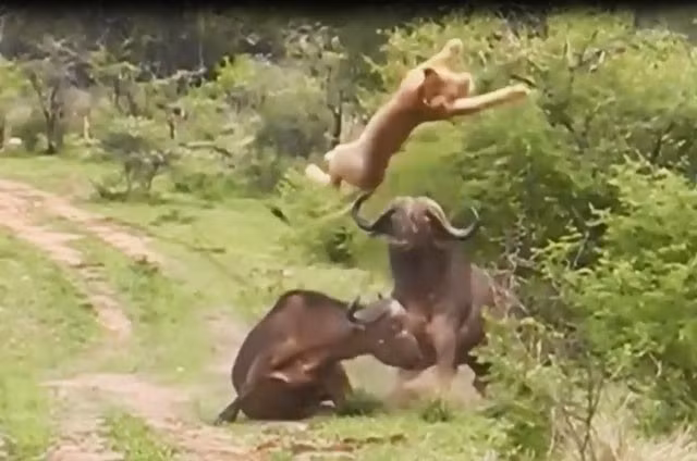 Giai cuu dong loai, trau rung huc bay su tu