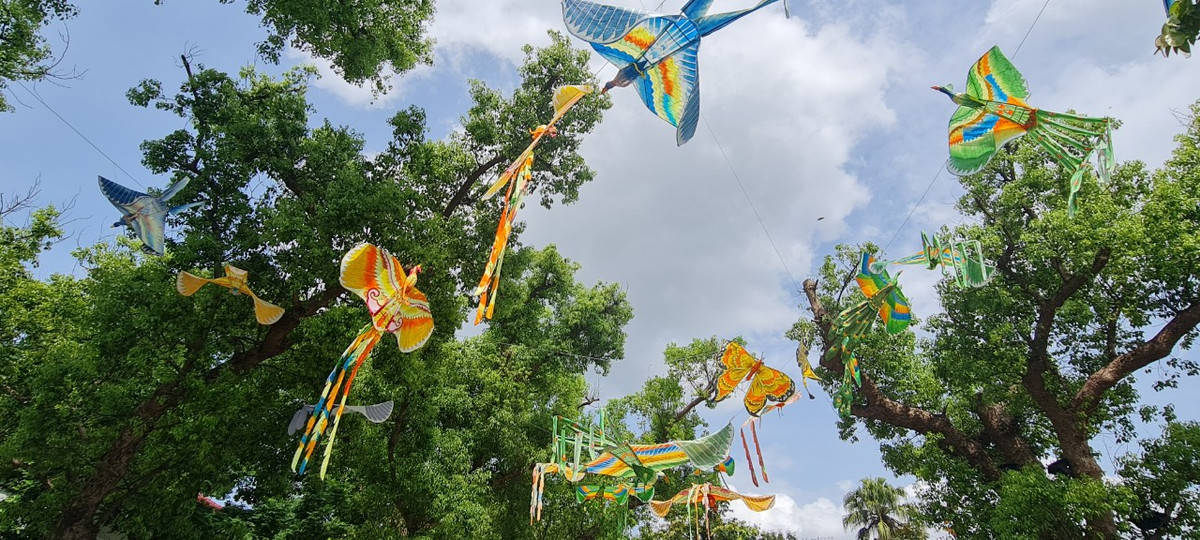 Những cánh diều bay cao giữa không gian xanh mướt.