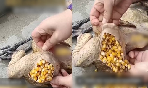 Hao huc mua ga cua nguoi quen, dang long khi mo