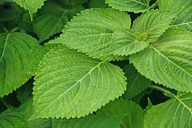 Dai ky tren ban tiec, dung an thu nay voi thit ga-Hinh-2