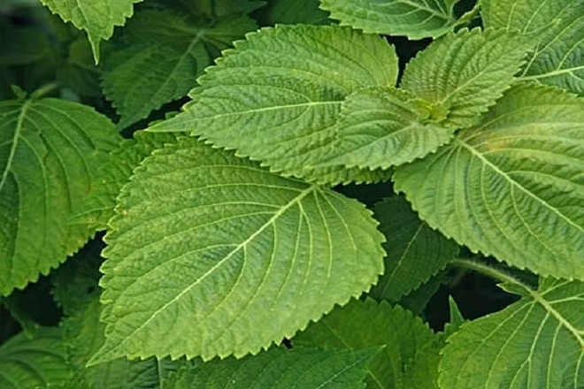 Dai ky tren ban tiec, dung an thu nay voi thit ga-Hinh-2