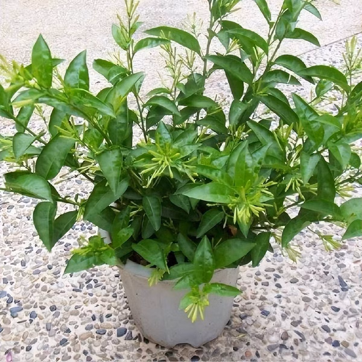 Giat minh 4 loai cay nen bo ngay truoc Tet keo hai ca nha-Hinh-2