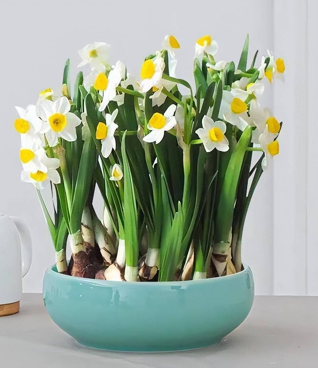 Giat minh 4 loai cay nen bo ngay truoc Tet keo hai ca nha-Hinh-4