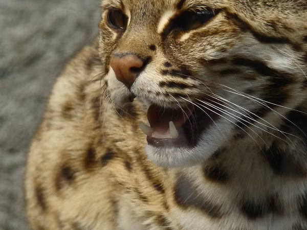 Mèo rừng Việt Nam đang phải đứng trước nguy cơ bị suy giảm về số lượng. Nguyên nhân là vì bộ lông sặc sỡ nên nhiều người đã tìm cách săn bắt để làm thú nuôi hoặc lấy lông. Ngoài ra, với tình trạng nạn phá rừng xảy ra càng nhiều làm cho môi trường sống của mèo rừng cũng bị thu hẹp.