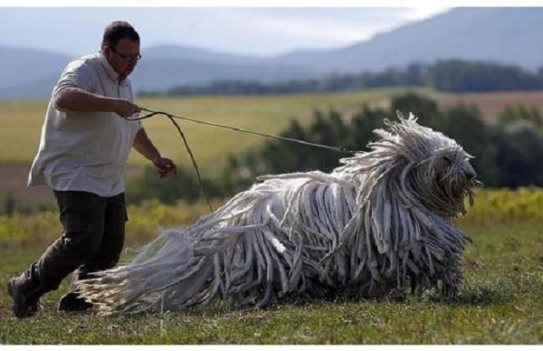 Bergamasco Shepherd là một giống chó có cơ thể khỏe mạnh tạo cho bản thân nó sức chịu đựng lớn mà không làm mất đi chút nào sự dẻo dai và nhanh nhẹn. Diện mạo của nó được củng cố bởi bộ lông dày đặc trưng bởi 3 loại lông rất rậm và có những mớ lông rối bết.