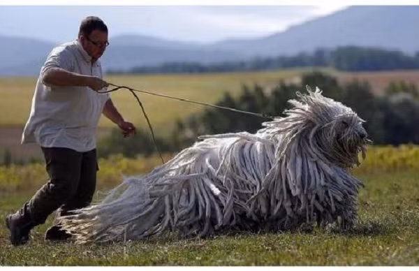 Bergamasco Shepherd là một giống chó có cơ thể khỏe mạnh tạo cho bản thân nó sức chịu đựng lớn mà không làm mất đi chút nào sự dẻo dai và nhanh nhẹn. Diện mạo của nó được củng cố bởi bộ lông dày đặc trưng bởi 3 loại lông rất rậm và có những mớ lông rối bết.