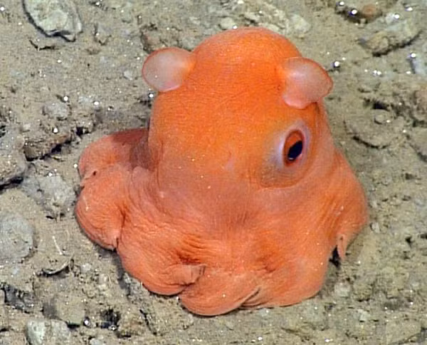  Sinh vật kỳ lạ này là Bạch tuộc Dumbo còn được biết đến với cái tên khá dài là Opisthoteuthis californiana, là một trong số 14 loài của chủng Opisthoteuthis, loài này có cơ thể thuộc dạng phức tạp bậc nhất.