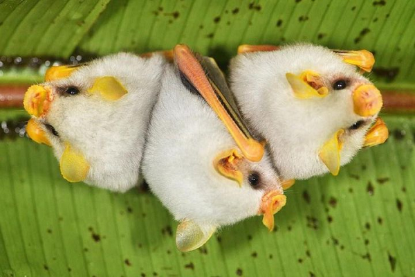 Dơi trắng Honduras có bộ lông màu trắng rất đặc trưng, khác với đa số các loài dơi khác thường có màu đen để ngụy trang trong bóng tối. Phần đầu của nó cũng khá kỳ lạ, với chiếc mũi có ngoại hình tựa như một chiếc lá.