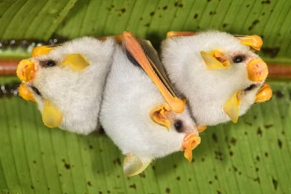 Dơi trắng Honduras có bộ lông màu trắng rất đặc trưng, khác với đa số các loài dơi khác thường có màu đen để ngụy trang trong bóng tối. Phần đầu của nó cũng khá kỳ lạ, với chiếc mũi có ngoại hình tựa như một chiếc lá.