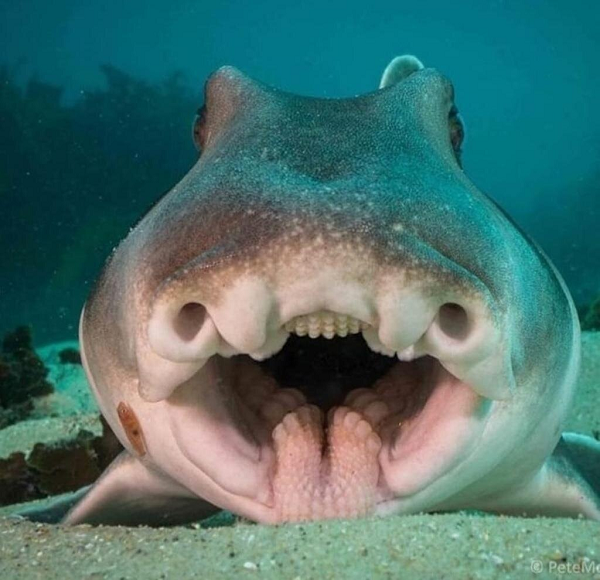 Cá mập Port Jackson thường sống tại vùng ven biển nước Úc. Mặc dù có hình dáng khá kinh dị nhưng loài cá mập này lại là sinh vật có bản tính khá hiền lành, hiếm trường hợp tấn công con người.