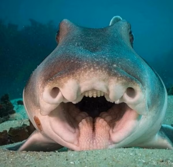 Cá mập Port Jackson thường sống tại vùng ven biển nước Úc. Mặc dù có hình dáng khá kinh dị nhưng loài cá mập này lại là sinh vật có bản tính khá hiền lành, hiếm trường hợp tấn công con người.