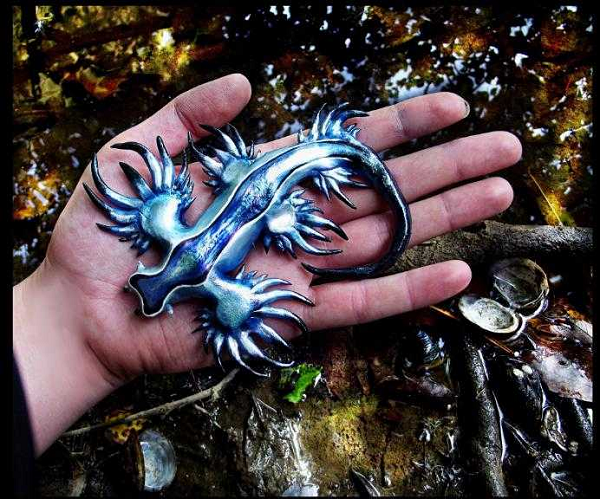 Rồng xanh Glaucus Atlanticus thường được biết tới với tên gọi rất mĩ miều như thiên thần xanh (blue angel), rồng xanh (blue dragon)... nhưng thực ra nó lại là một loài sên biển, có thể được tìm thấy ở vùng nước ấm của đại dương.