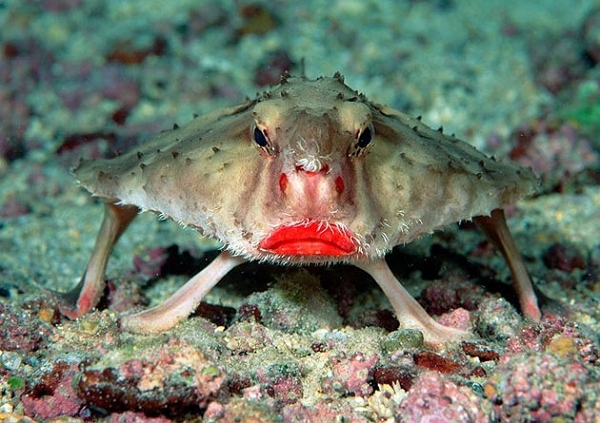 Cá dơi môi đỏ thường tìm thấy ở vùng biển gần quần đảo Galapagos, khi đang cố sử dụng vây ngực để lết đi dưới đáy đại dương.