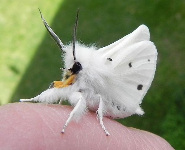 Bướm đêm chó xù (poodle moth) được phát hiện ở Venezuela năm 2009. Nó có đôi mắt đen lớn lồi ra, cơ thể có bộ lông màu trắng và hai râu dài màu nâu. Tất cả những đặc điểm trên khiến vẻ ngoài của con bướm trở nên vô cùng đẹp mắt.