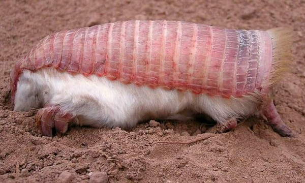The Pink Fairy Armadillo là sinh vật độc đáo, thường xuất hiện ở vùng đồng cỏ khô và vùng đất cát ở khu vực miền trung Argentina. Nếu bị đe dọa, loài này có khả năng tự đào hố để giấu mình dưới cát để bảo vệ bản thân