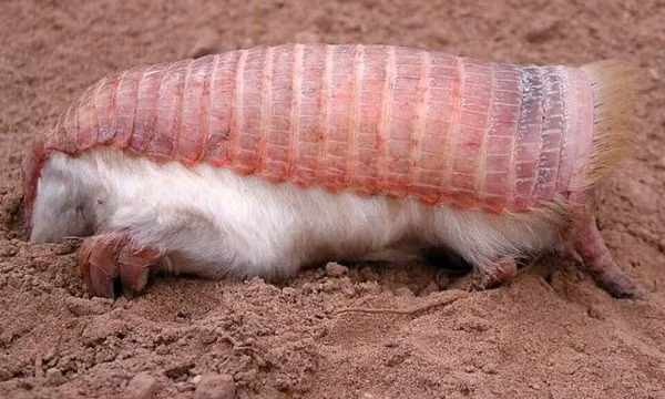 The Pink Fairy Armadillo là sinh vật độc đáo, thường xuất hiện ở vùng đồng cỏ khô và vùng đất cát ở khu vực miền trung Argentina. Nếu bị đe dọa, loài này có khả năng tự đào hố để giấu mình dưới cát để bảo vệ bản thân
