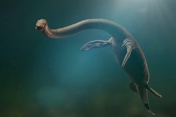 Trước đây các nhà khoa học cho rằng thức ăn của chúng chủ yếu là cá, mực và các động vật bơi khác. Nhưng những hoá thạch của chúng đã tiết lộ trong dạ dày của chúng còn có cả những động vật dưới đáy biển.