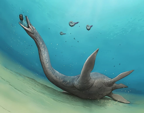 Một trong những dòng dõi xà đầu long có cơ thể đạt "tỉ lệ hoàn hảo" nói trên là Elasmosaurus với chiếc cổ dài 6 mét nổi tiếng, trong khi phần thân chỉ khoảng 3 mét.